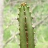 Vai alla scheda di Euphorbia griseola ssp. zambiensis