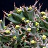 Vai alla scheda di Euphorbia groenewaldii