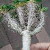 Vai alla scheda di Euphorbia guillauminiana