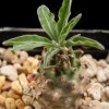Vai alla scheda di Euphorbia hadramautica