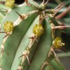 Vai alla scheda di Euphorbia handiensis