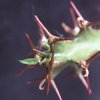 Vai alla scheda di Euphorbia heterochroma