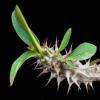 Vai alla scheda di Euphorbia hislopii