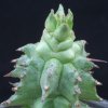 Vai alla scheda di Euphorbia horrida f. monstruosa