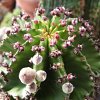 Vai alla scheda di Euphorbia horrida v. striata