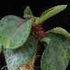 Vai alla scheda di Euphorbia iharanae