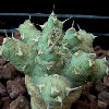 Vai alla scheda di Euphorbia immersa