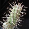 Vai alla scheda di Euphorbia inaequispina