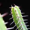 Vai alla scheda di Euphorbia inarticulata