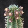 Vai alla scheda di Euphorbia inconstantia