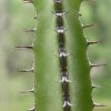 Vai alla scheda di Euphorbia inculta