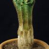 Vai alla scheda di Euphorbia infausta