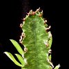 Vai alla scheda di Euphorbia ingens