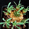 Vai alla scheda di Euphorbia japonica