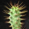 Vai alla scheda di Euphorbia johannis