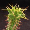 Vai alla scheda di Euphorbia knobelii