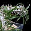 Vai alla scheda di Euphorbia kondoi
