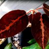 Vai alla scheda di Euphorbia labatii cv. red leaf