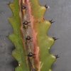 Vai alla scheda di Euphorbia lactea