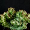 Vai alla scheda di Euphorbia lactea f. cristata