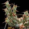 Vai alla scheda di Euphorbia laikipiensis