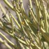 Vai alla scheda di Euphorbia larica
