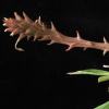 Vai alla scheda di Euphorbia leistneri