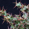 Vai alla scheda di Euphorbia lenewtonii