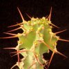 Vai alla scheda di Euphorbia leontopoda