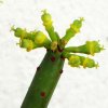 Vai alla scheda di Euphorbia leucodendron