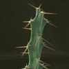 Vai alla scheda di Euphorbia limpopoana