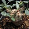 Vai alla scheda di Euphorbia longetuberculosa