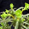 Vai alla scheda di Euphorbia loricata