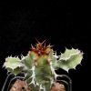 Vai alla scheda di Euphorbia magnicapsula ssp. lacertosa