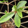 Vai alla scheda di Euphorbia mahabobokensis