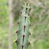 Vai alla scheda di Euphorbia malevola