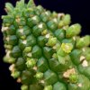 Vai alla scheda di Euphorbia mammillaris