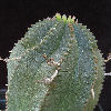 Vai alla scheda di Euphorbia marlothii