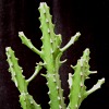 Vai alla scheda di Euphorbia mayuranathanii