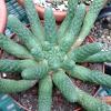 Vai alla scheda di Euphorbia medusae