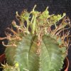 Vai alla scheda di Euphorbia meloformis ssp. valida