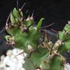 Vai alla scheda di Euphorbia memoralis