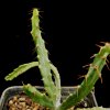 Vai alla scheda di Euphorbia micracantha