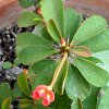 Vai alla scheda di Euphorbia milii