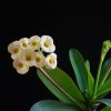 Vai alla scheda di Euphorbia milii f. lutea