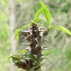 Vai alla scheda di Euphorbia milii v. isaloensis