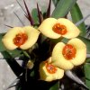 Vai alla scheda di Euphorbia milii v. isaloensis x gottlebei