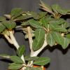 Vai alla scheda di Euphorbia millotii