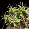 Vai alla scheda di Euphorbia mitriformis