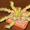 Vai alla scheda di Euphorbia mkuziensis